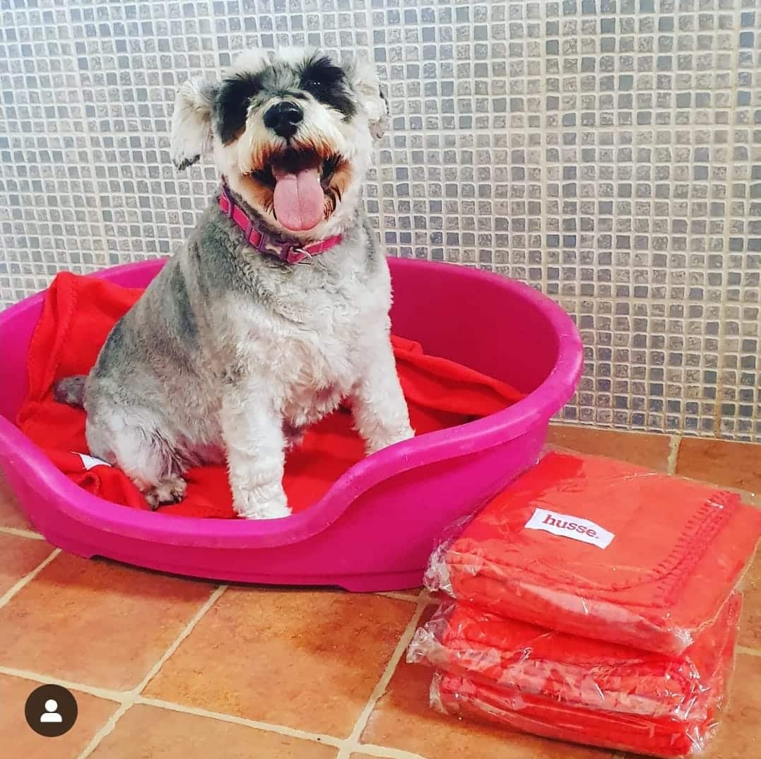 Ruby au pressing quotidien à la pension