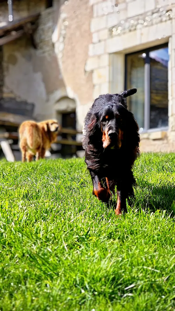 Pensionnaire dans le parc de La Messardière