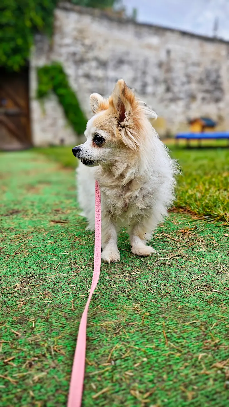 Pensionnaire au domaine de La Messardière