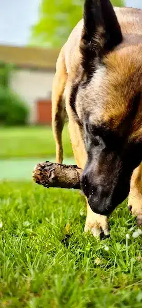 Vie quotidienne au manoir des chiens