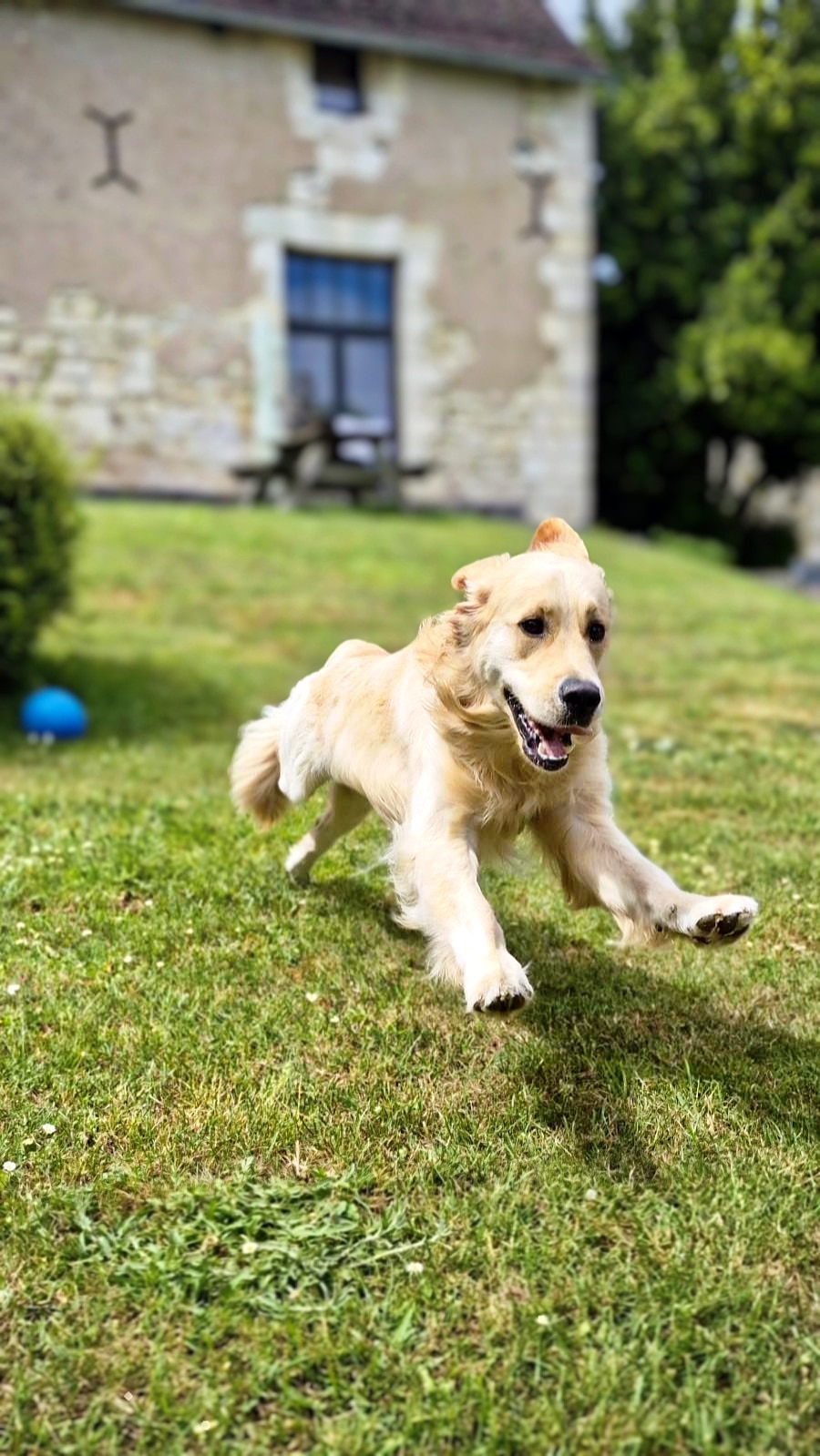 La Messardière – Manoir des chiens, Courcoué Touraine
