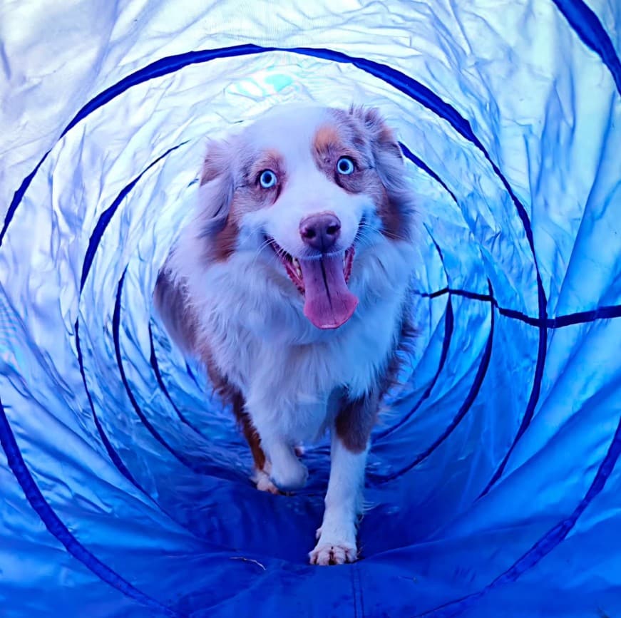 Tunnel d'agility pour chiens à La Messardière