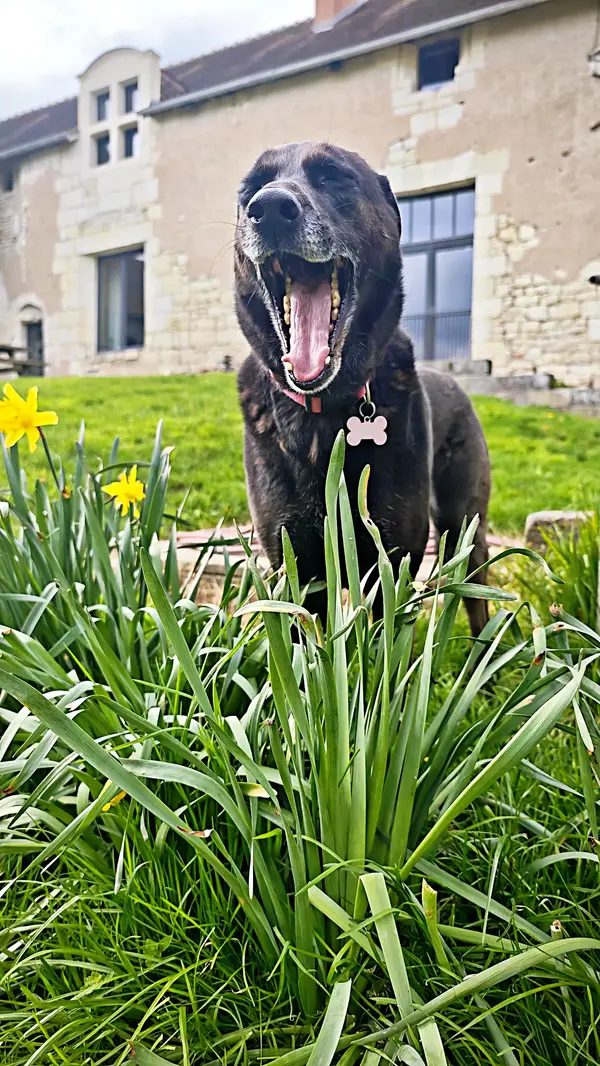 Chien devant le manoir de La Messardière