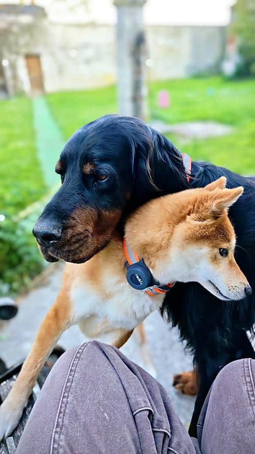 Deux chiens complices à La Messardière