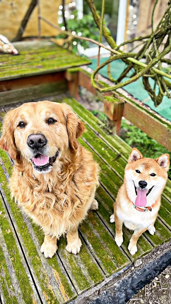 Golden et Shiba sur la terrasse du manoir